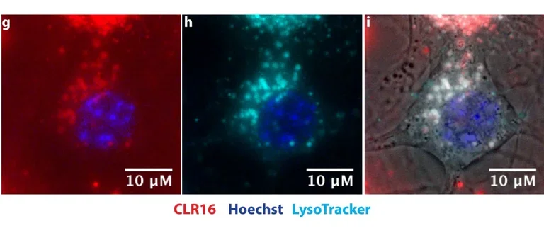 Molecular tweezers colocalize with lysosomes in primary neurons.