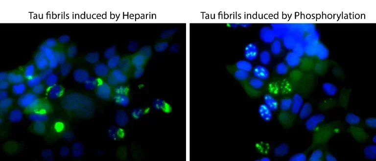 Different tau fibrils seed different aggregates in biosensor cells.