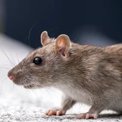 Close up of a mouse.