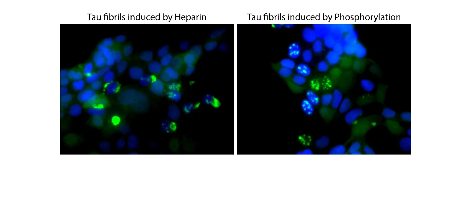Different tau fibrils seed different aggregates in biosensor cells.