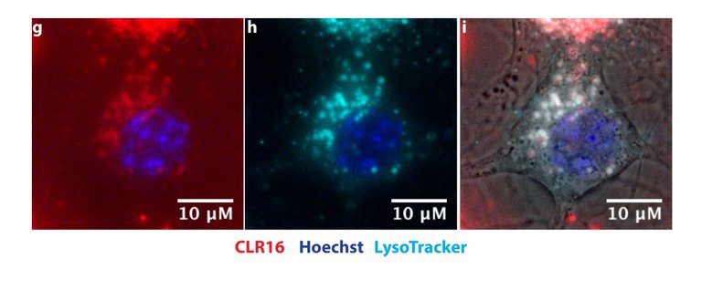 Molecular tweezers colocalize with lysosomes in primary neurons.