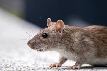 Close up of a mouse.
